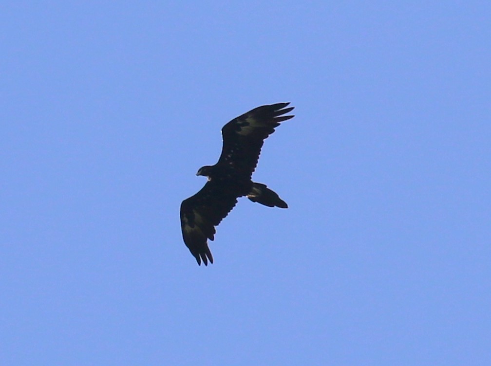 Wedge-tailed Eagle - sean clancy