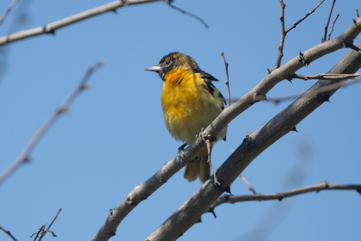 Orchard Oriole - ML618778850