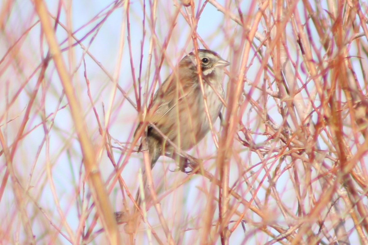 Song Sparrow (montana/merrilli) - ML618778871