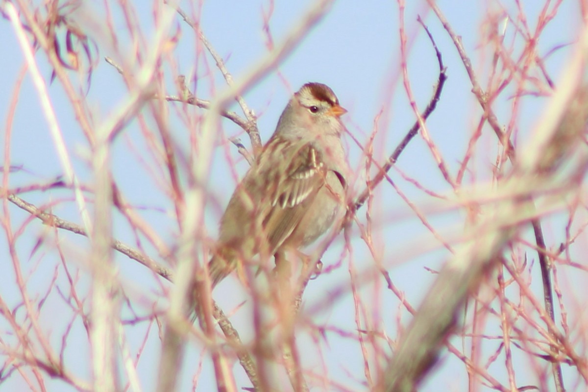 White-crowned Sparrow (Gambel's) - ML618778891