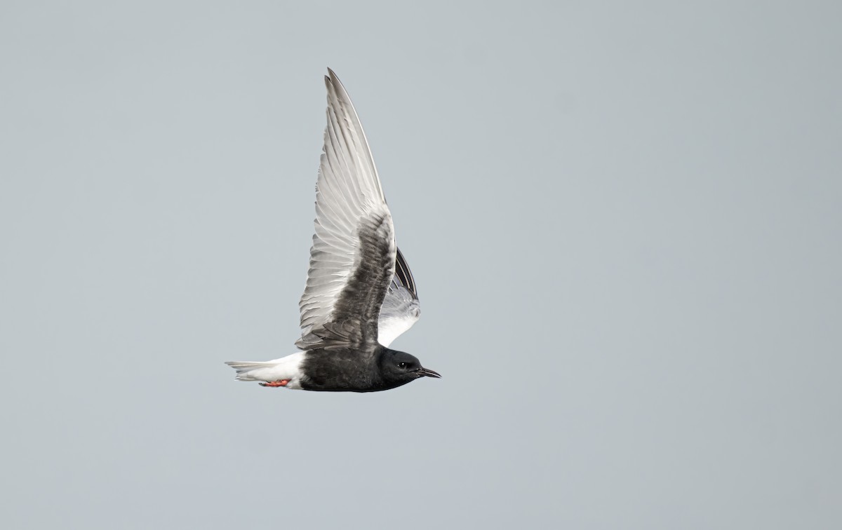 White-winged Tern - Kubilay Kaplan