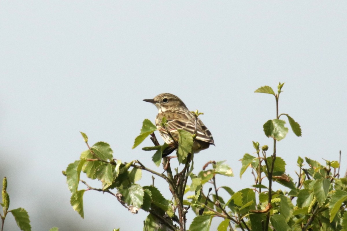 Meadow Pipit - ML618778893