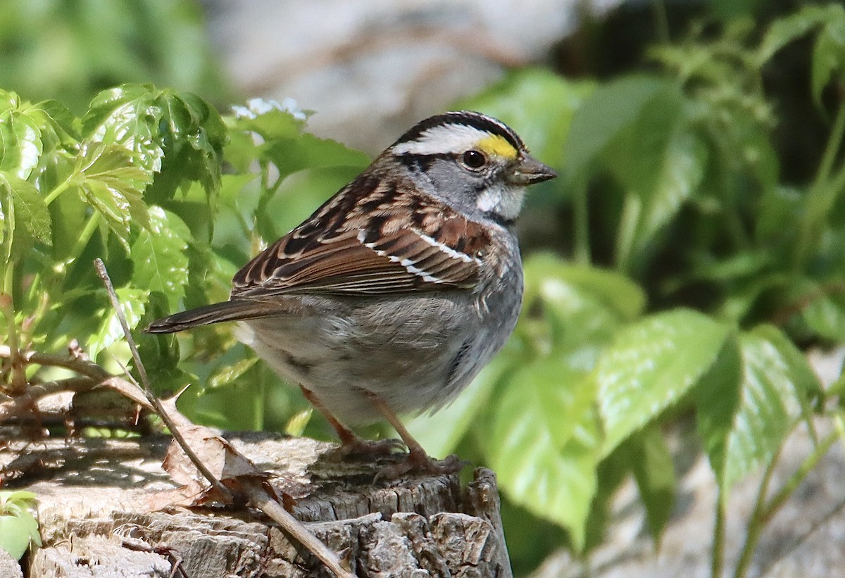 White-throated Sparrow - ML618778905