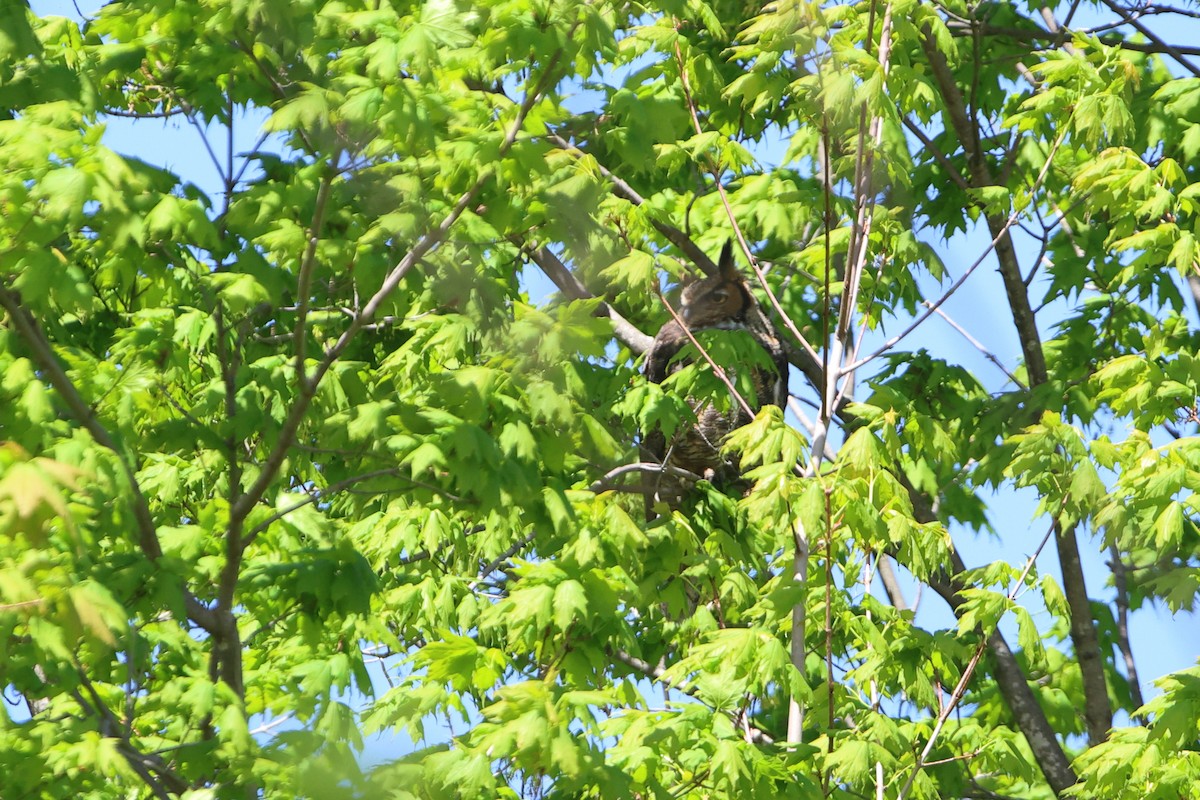 Great Horned Owl - ML618778943