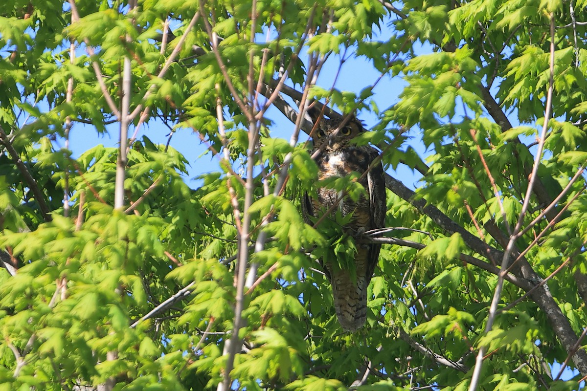 Great Horned Owl - ML618778944