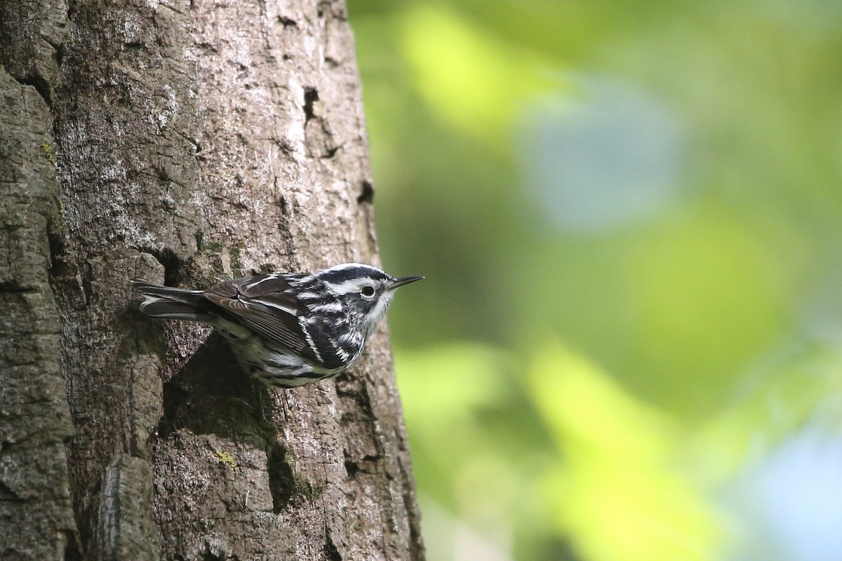 Black-and-white Warbler - ML618778959