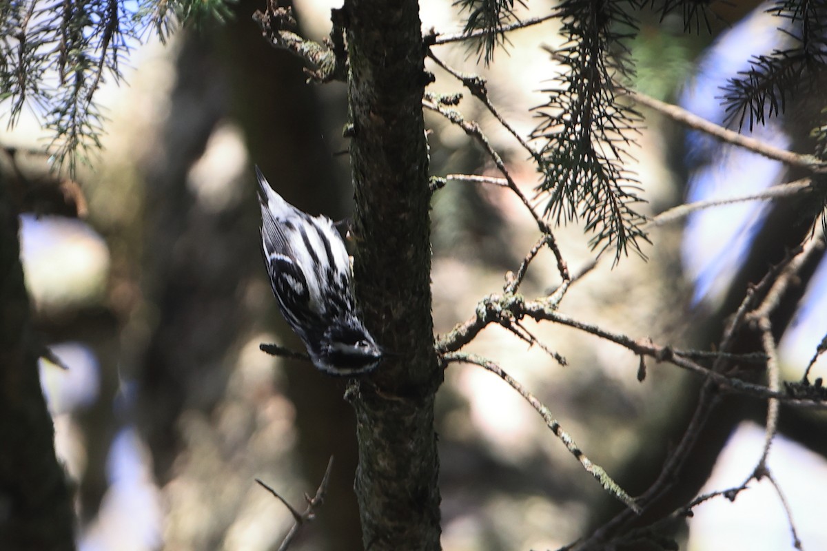 Black-and-white Warbler - ML618778964