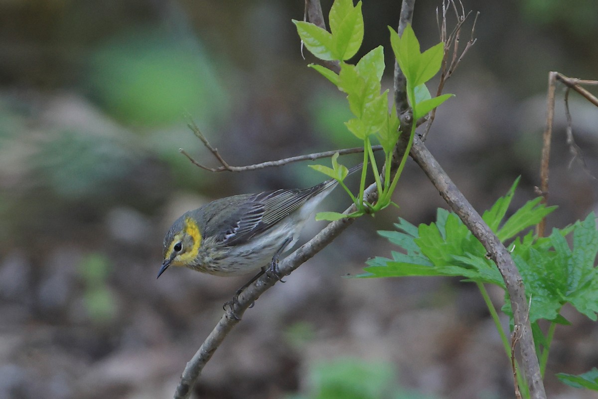 Cape May Warbler - ML618778973