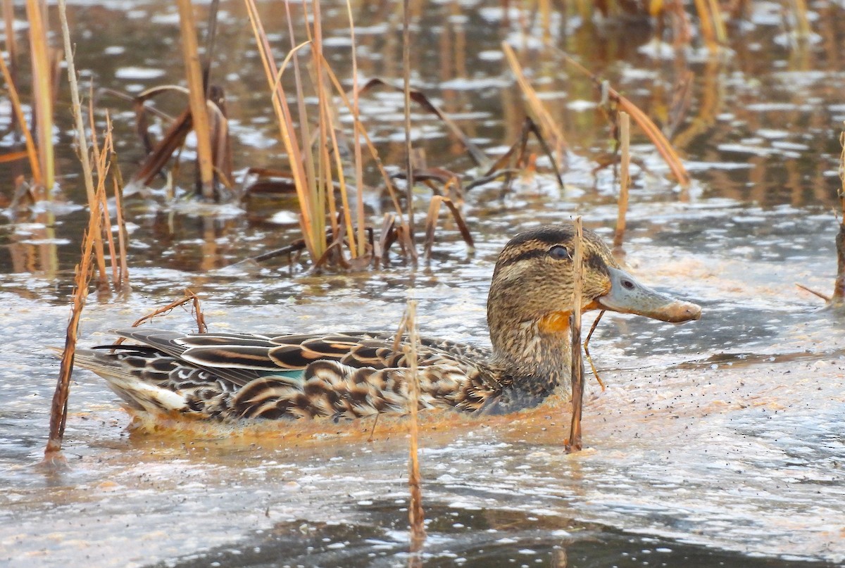Green-winged Teal - Ted Floyd