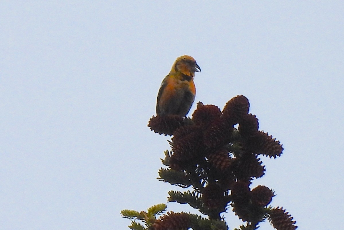 White-winged Crossbill - Ted Floyd