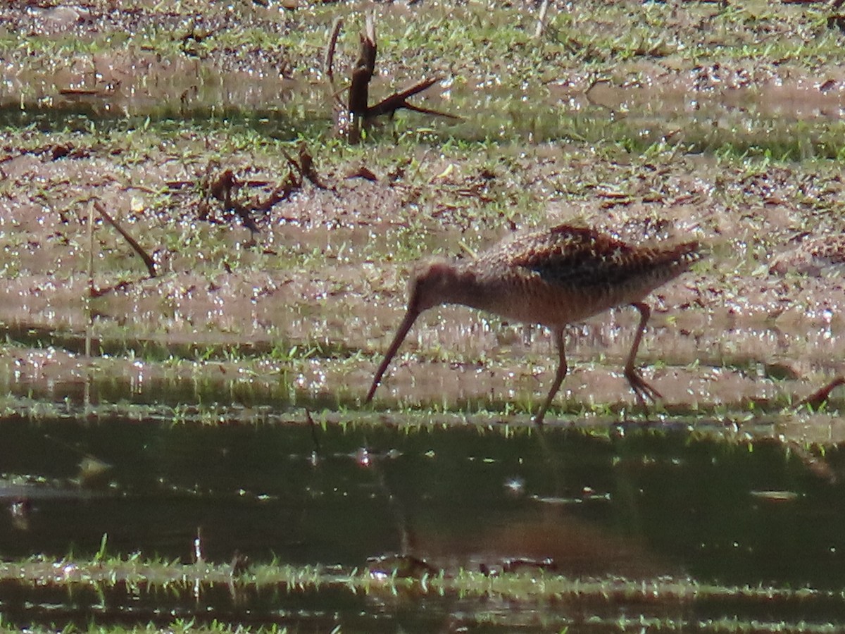 Long-billed Dowitcher - ML618779038