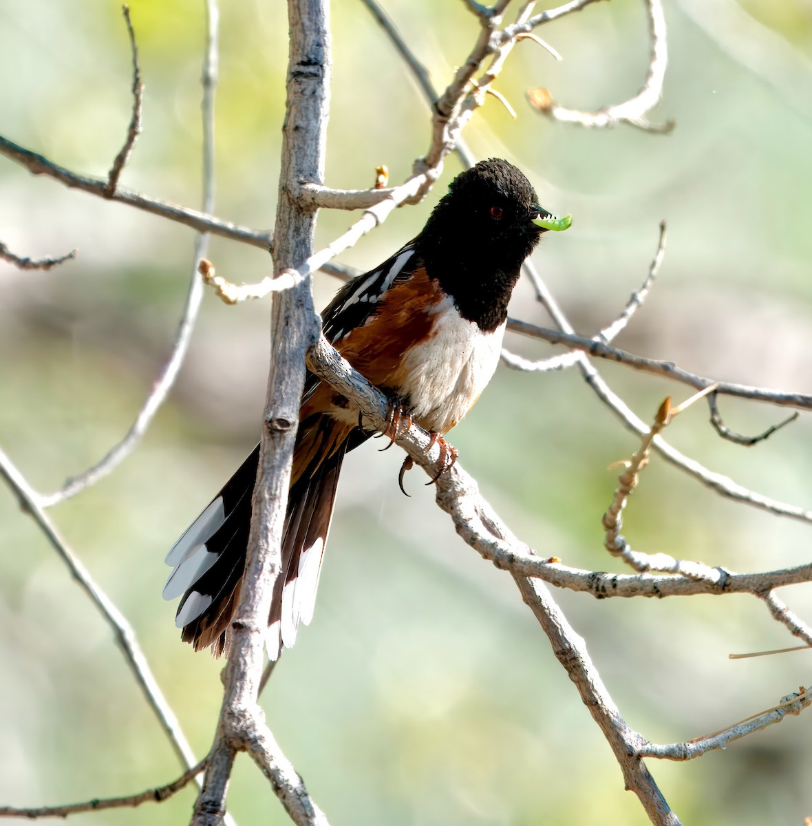 Spotted Towhee - ML618779047