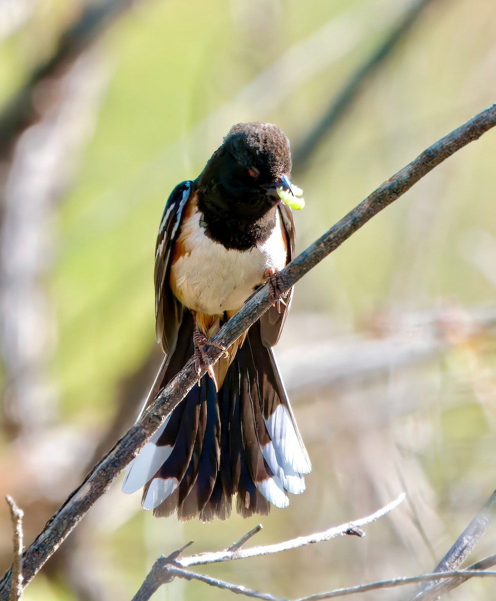 Spotted Towhee - ML618779048