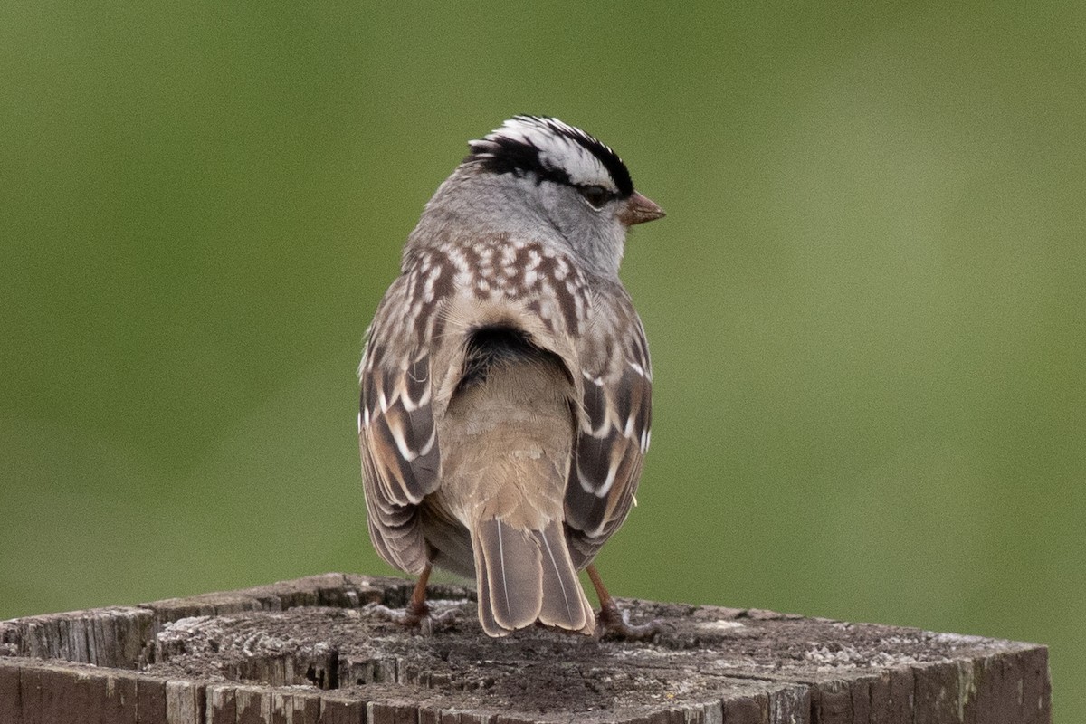 White-crowned Sparrow - ML618779056