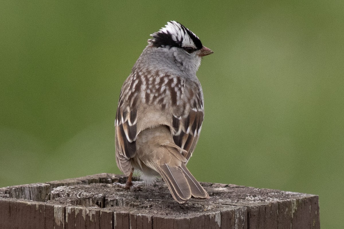 White-crowned Sparrow - ML618779057