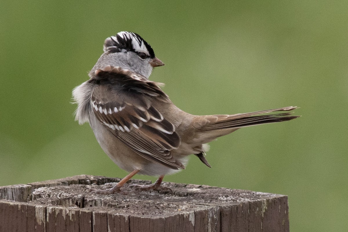 White-crowned Sparrow - ML618779058