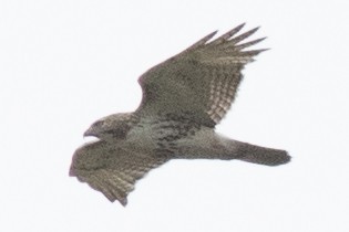 Red-tailed Hawk (borealis) - ML618779070