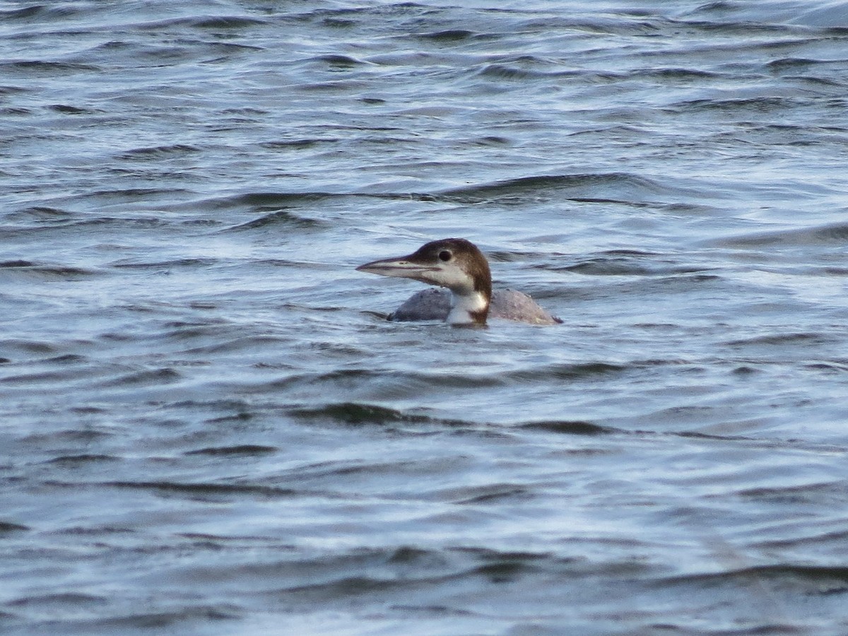 Common Loon - Timothy Fennell