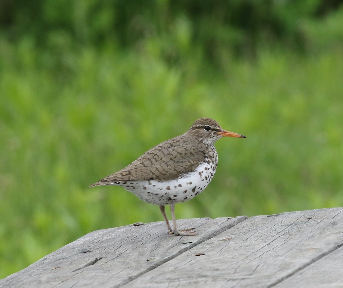 Spotted Sandpiper - Andrew Vallely