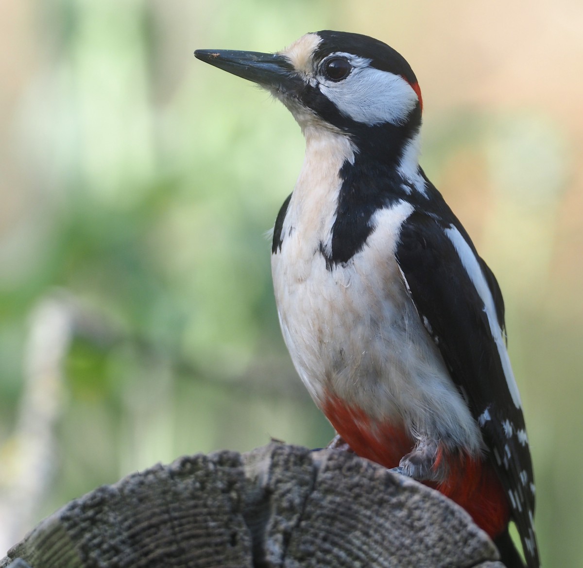 Great Spotted Woodpecker - ML618779148