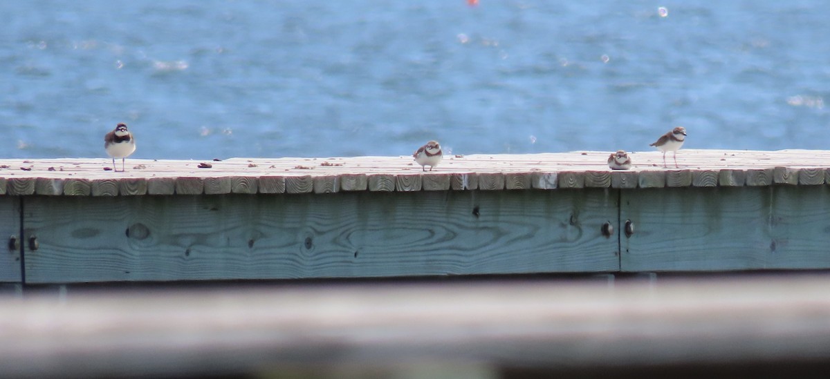 Semipalmated Plover - ML618779150