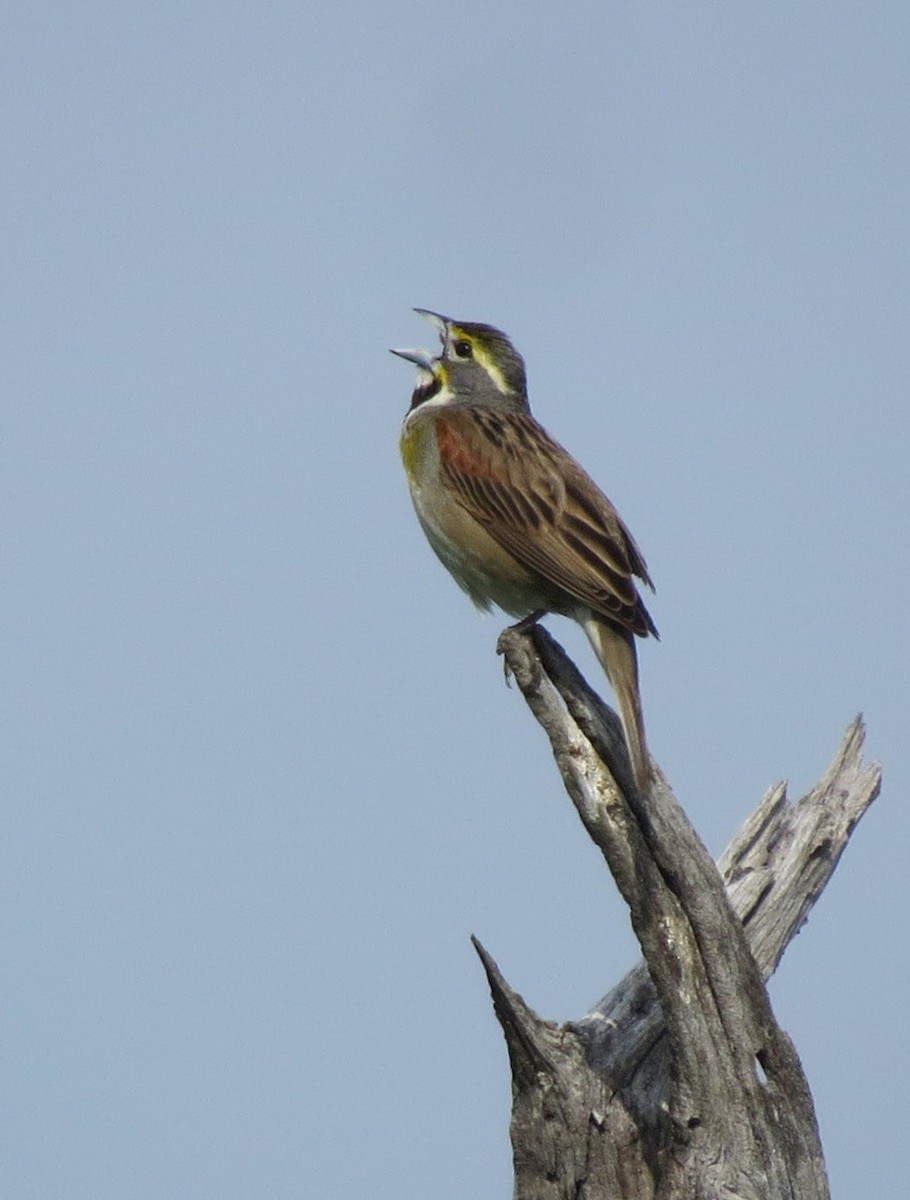 Dickcissel - Timothy Fennell