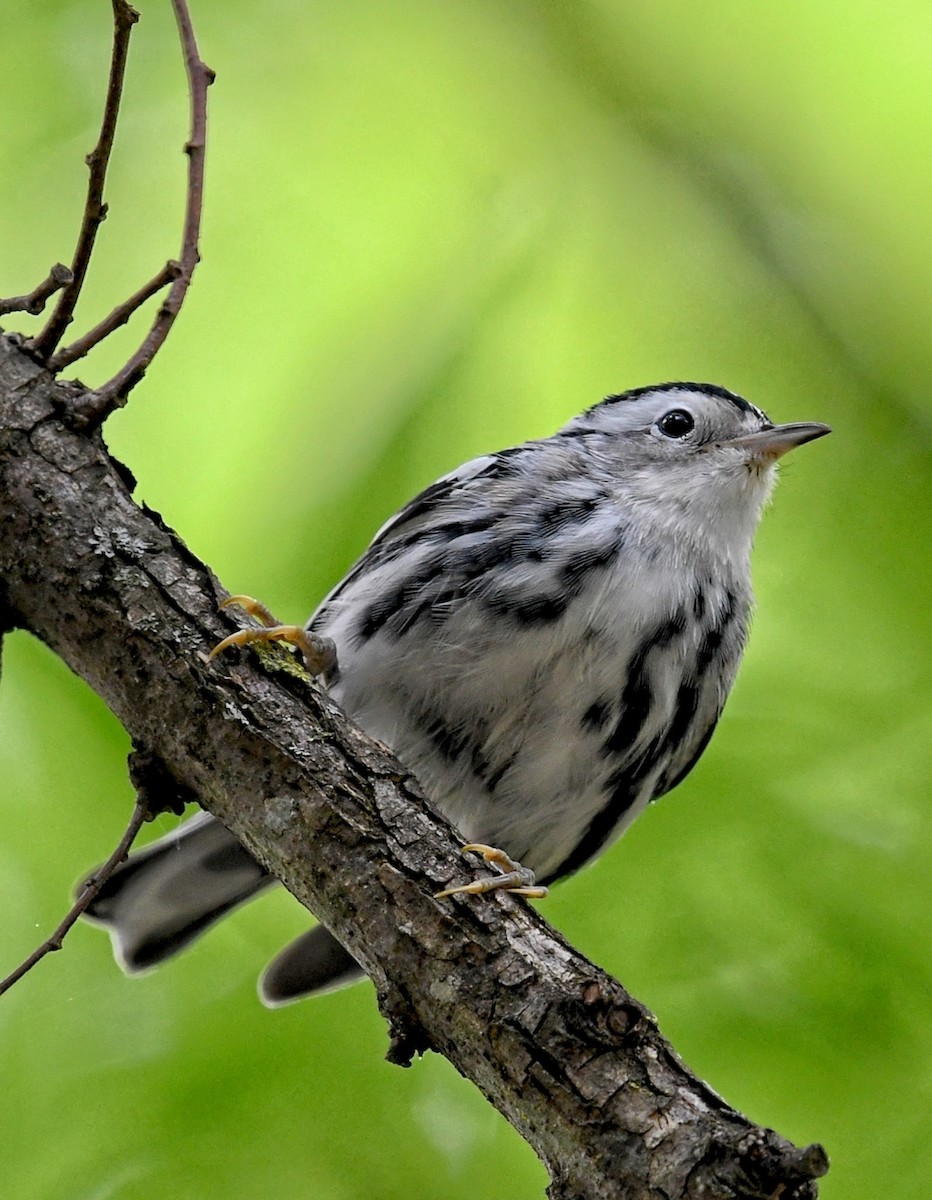 Black-and-white Warbler - ML618779163