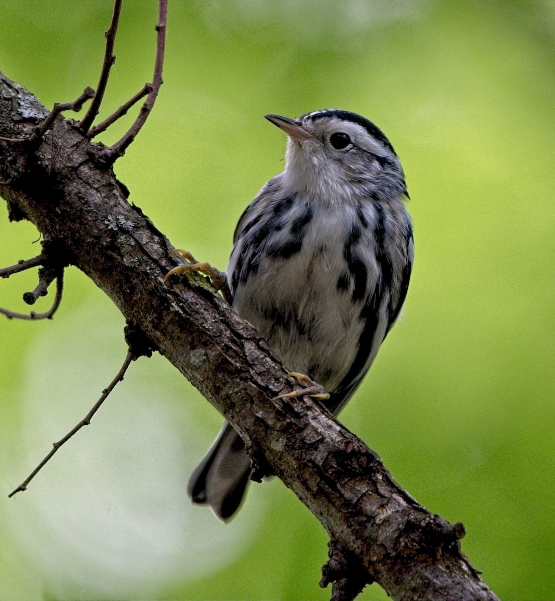 Black-and-white Warbler - ML618779164