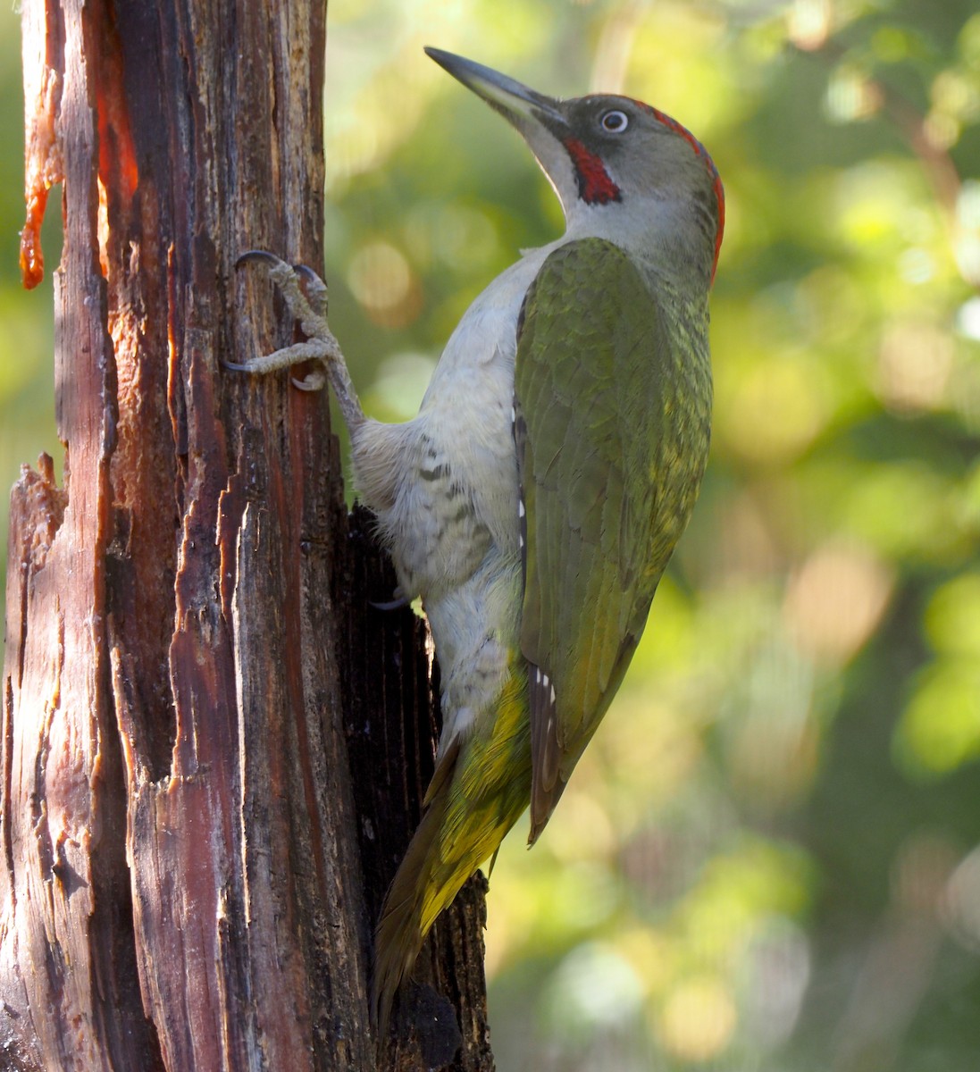 Iberian Green Woodpecker - Stephan Lorenz