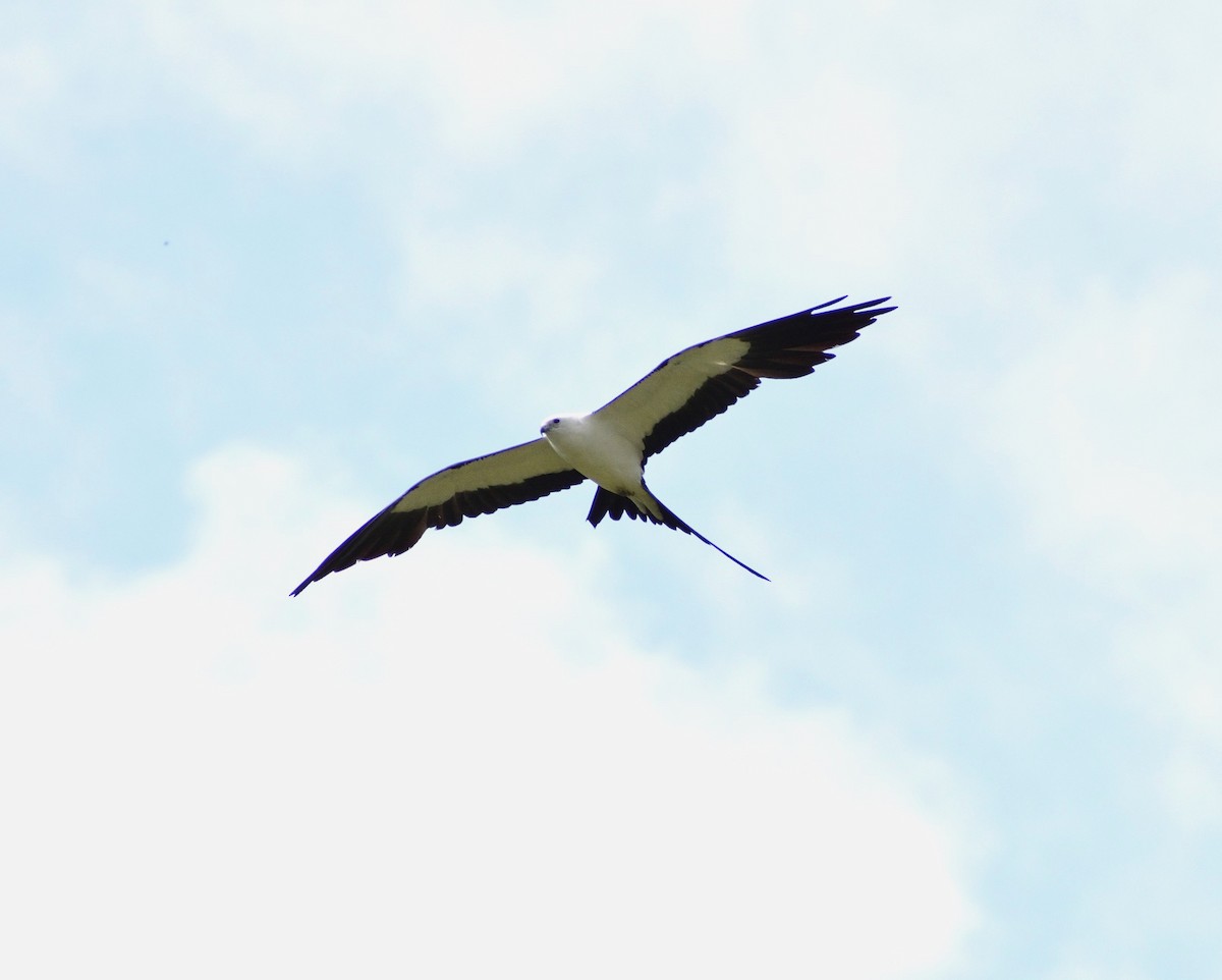 Swallow-tailed Kite - Vicki Bachner