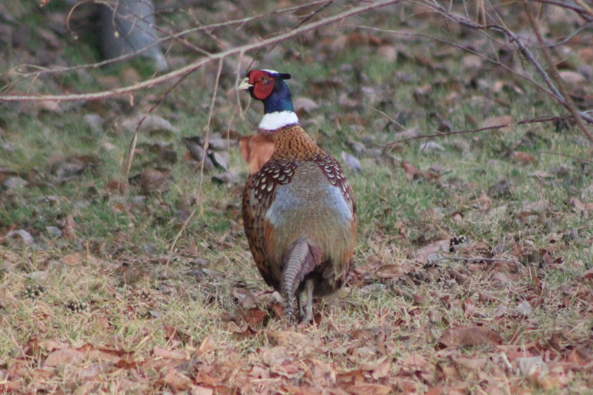Ring-necked Pheasant - ML618779204