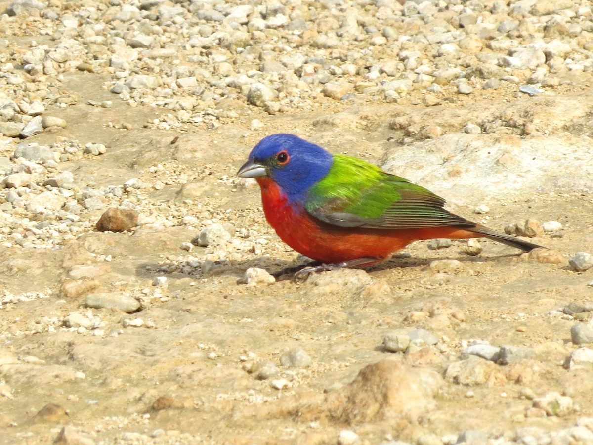 Painted Bunting - Timothy Fennell