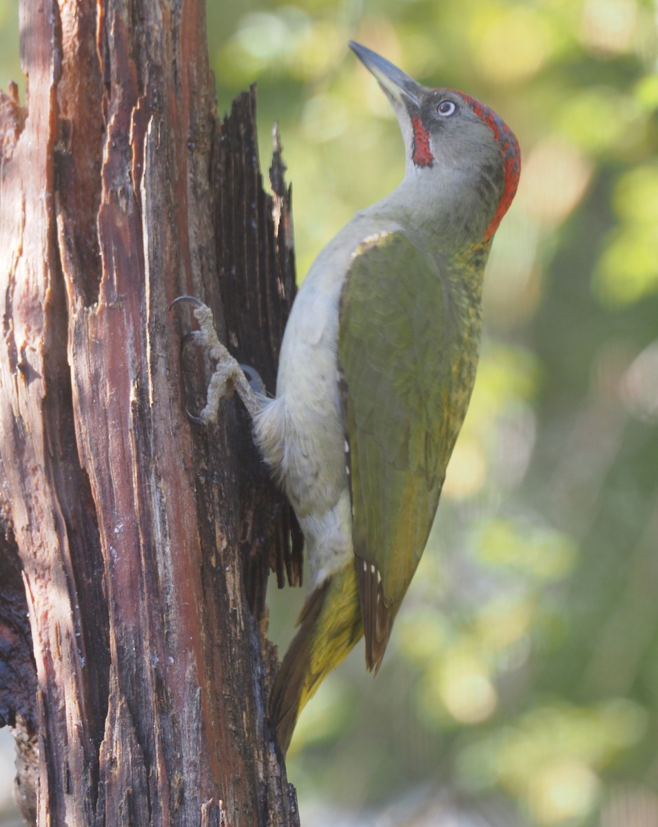 Iberian Green Woodpecker - ML618779254