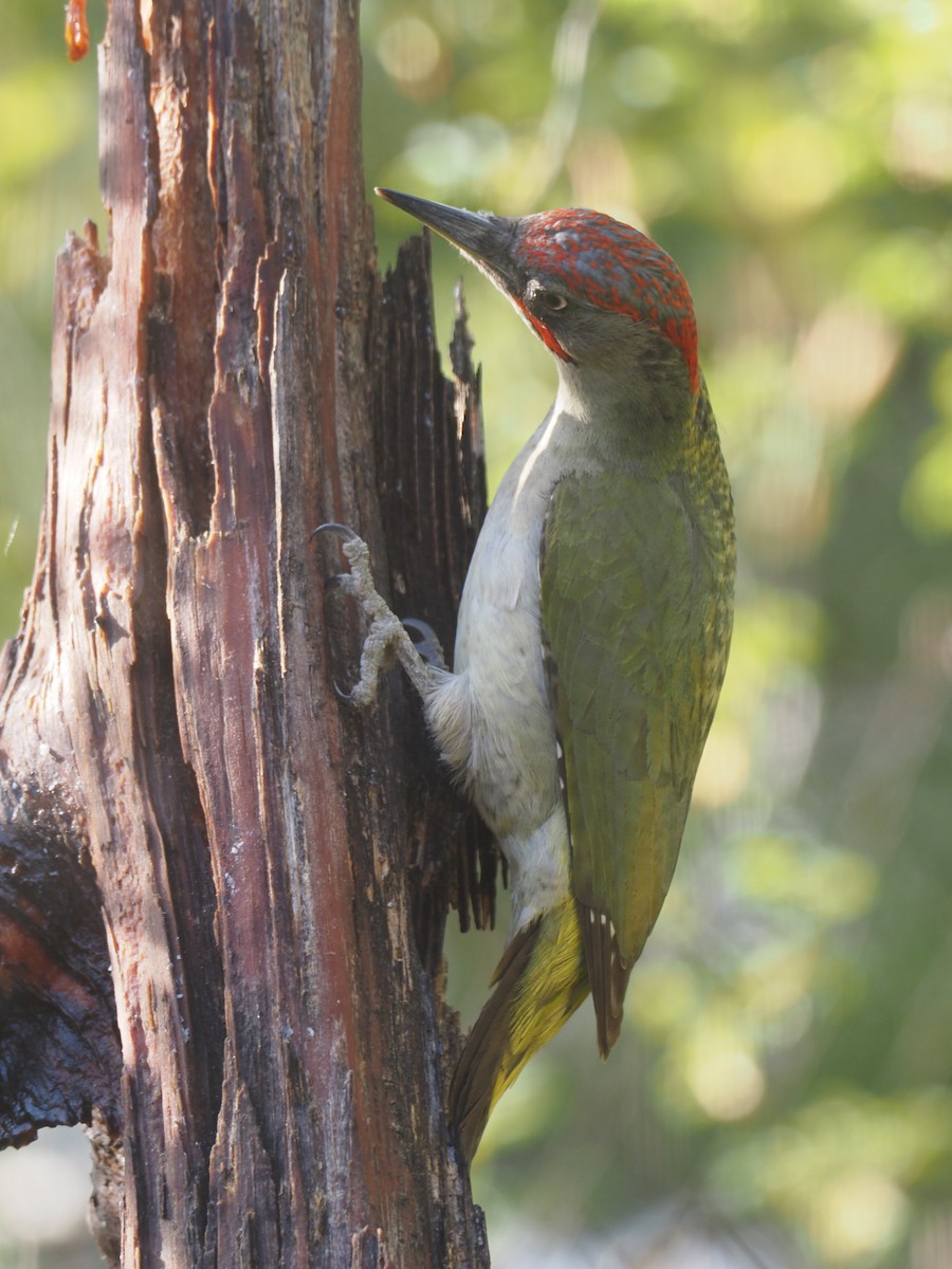 Iberian Green Woodpecker - ML618779259