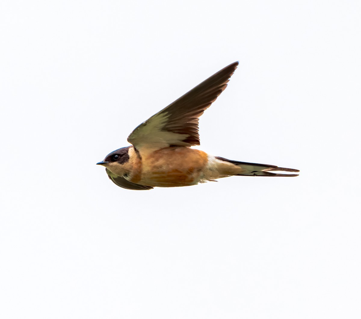 Rufous-chested Swallow - ML618779266
