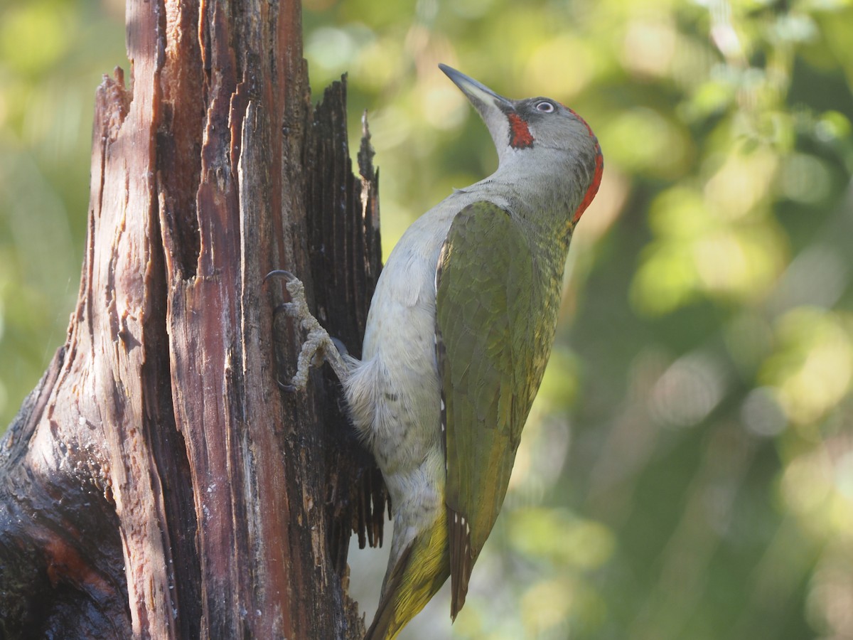 Iberian Green Woodpecker - Stephan Lorenz