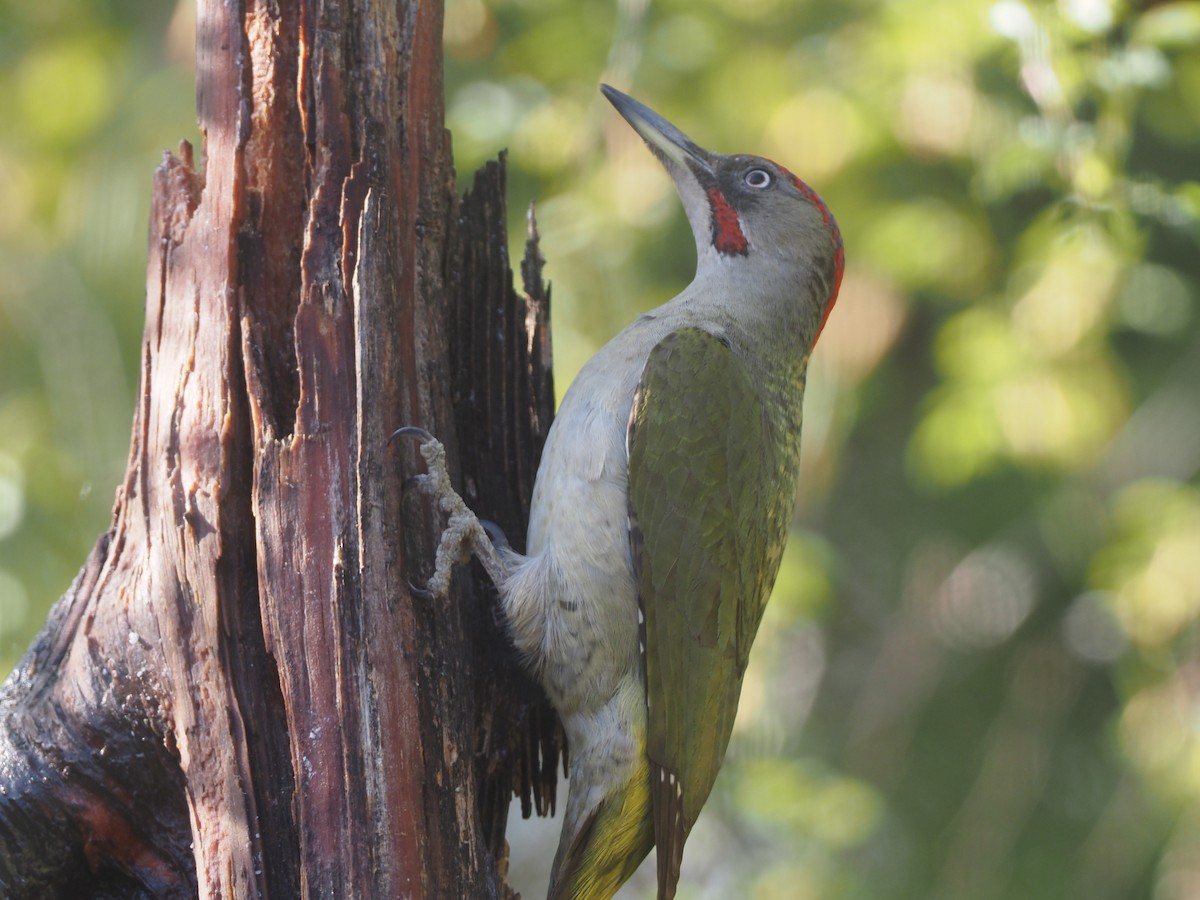 Iberian Green Woodpecker - ML618779274
