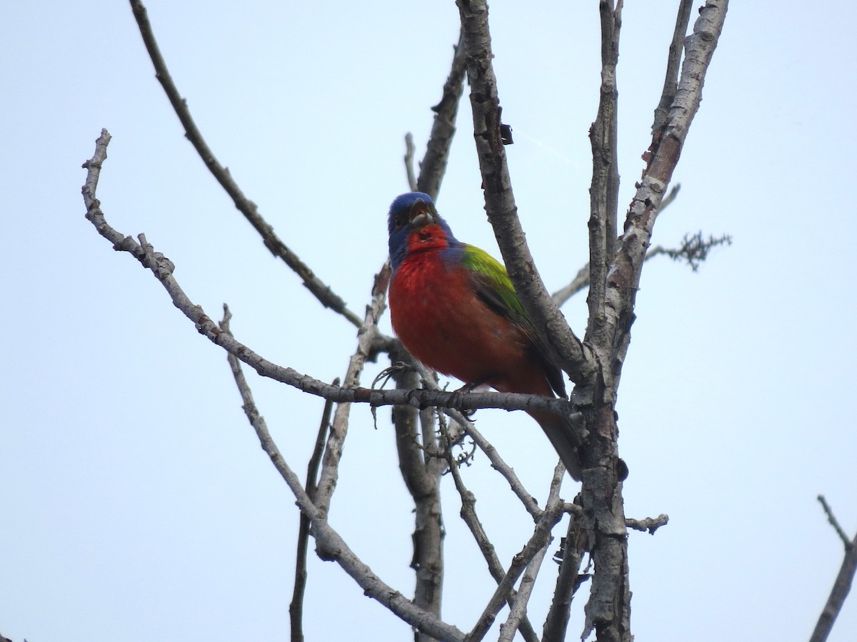 Painted Bunting - Timothy Fennell