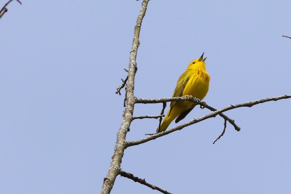 Yellow Warbler - ML618779341