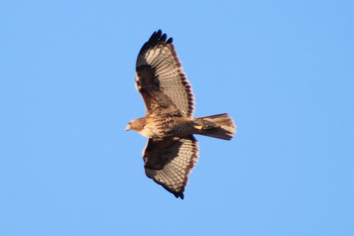 Red-tailed Hawk (calurus/alascensis) - ML618779360