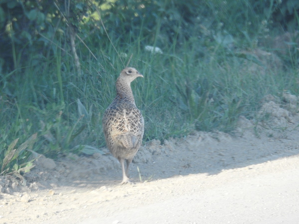 Ring-necked Pheasant - ML618779379
