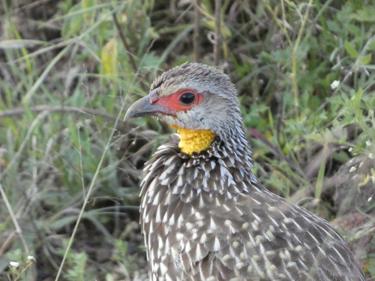 Yellow-necked Spurfowl - ML618779386