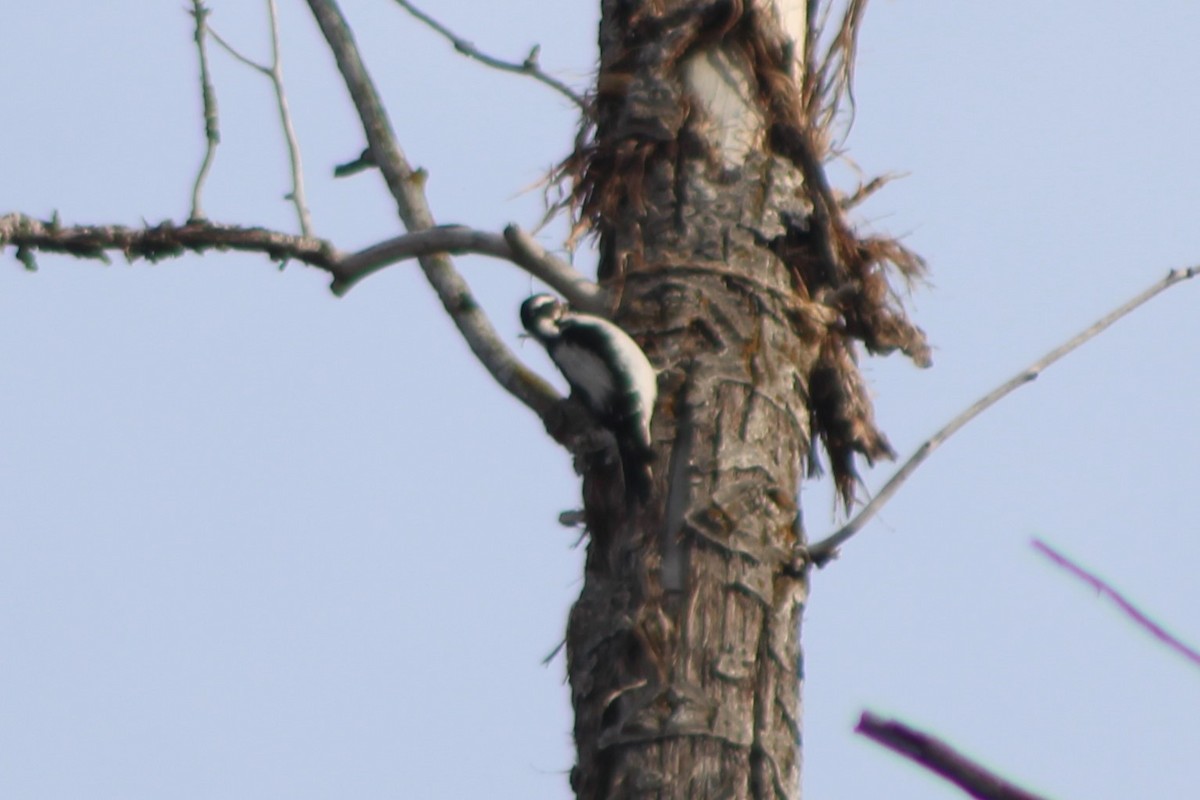 Downy Woodpecker (Rocky Mts.) - ML618779439