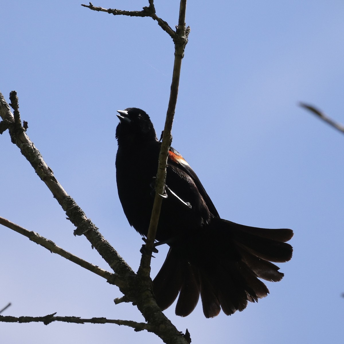 Red-winged Blackbird - Michael Burkhart