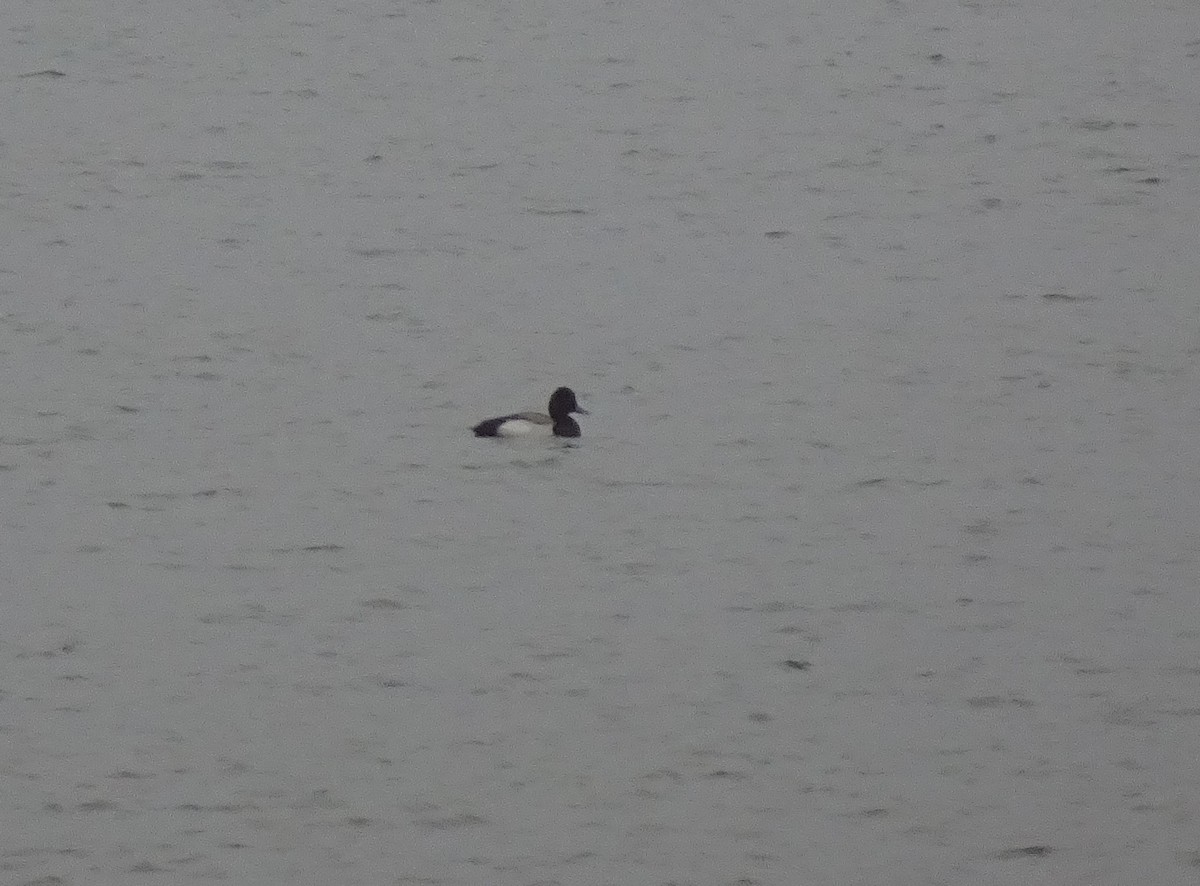 Greater Scaup - ML618779443