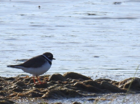 Common Ringed Plover - ML618779468