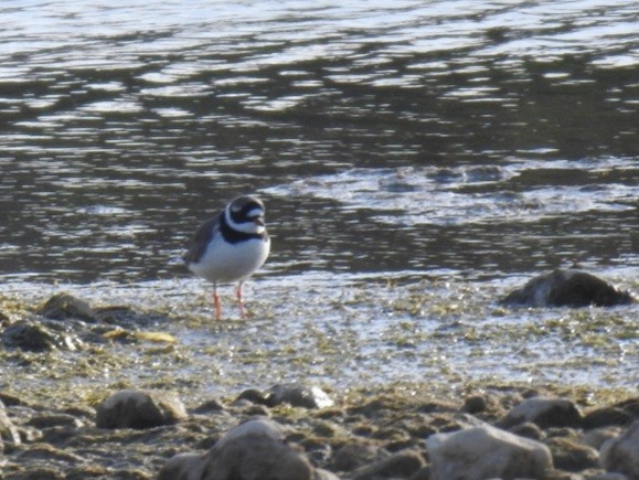 Common Ringed Plover - ML618779469