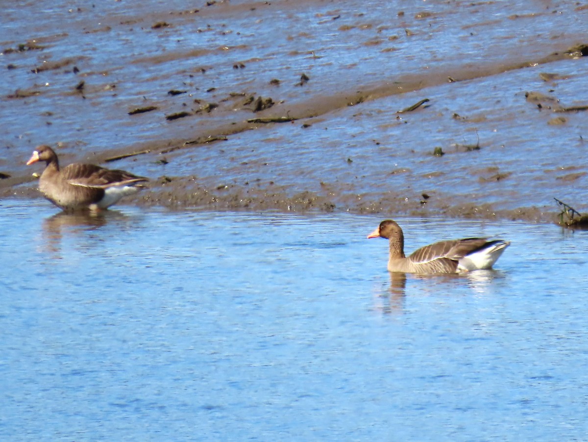 Greater White-fronted Goose - ML618779472