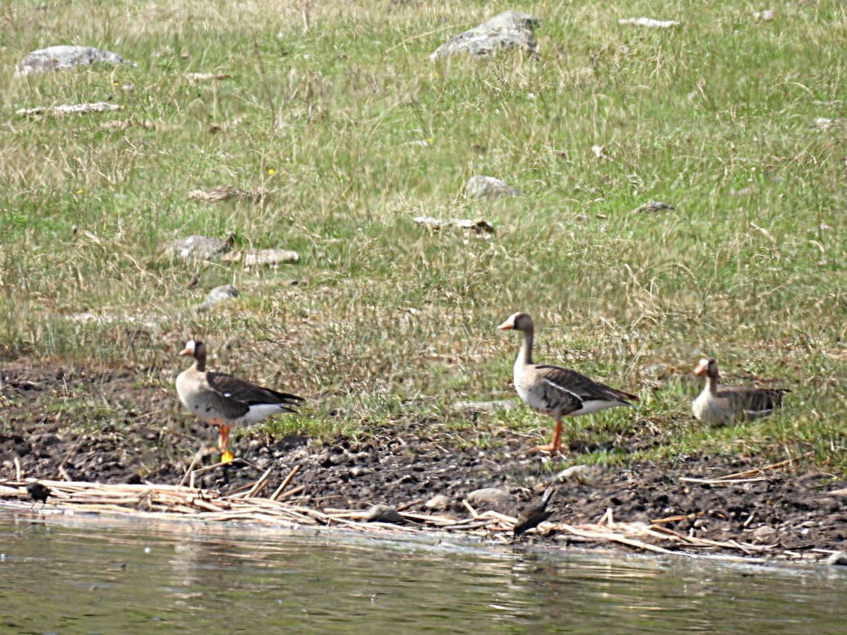Greater White-fronted Goose - ML618779508