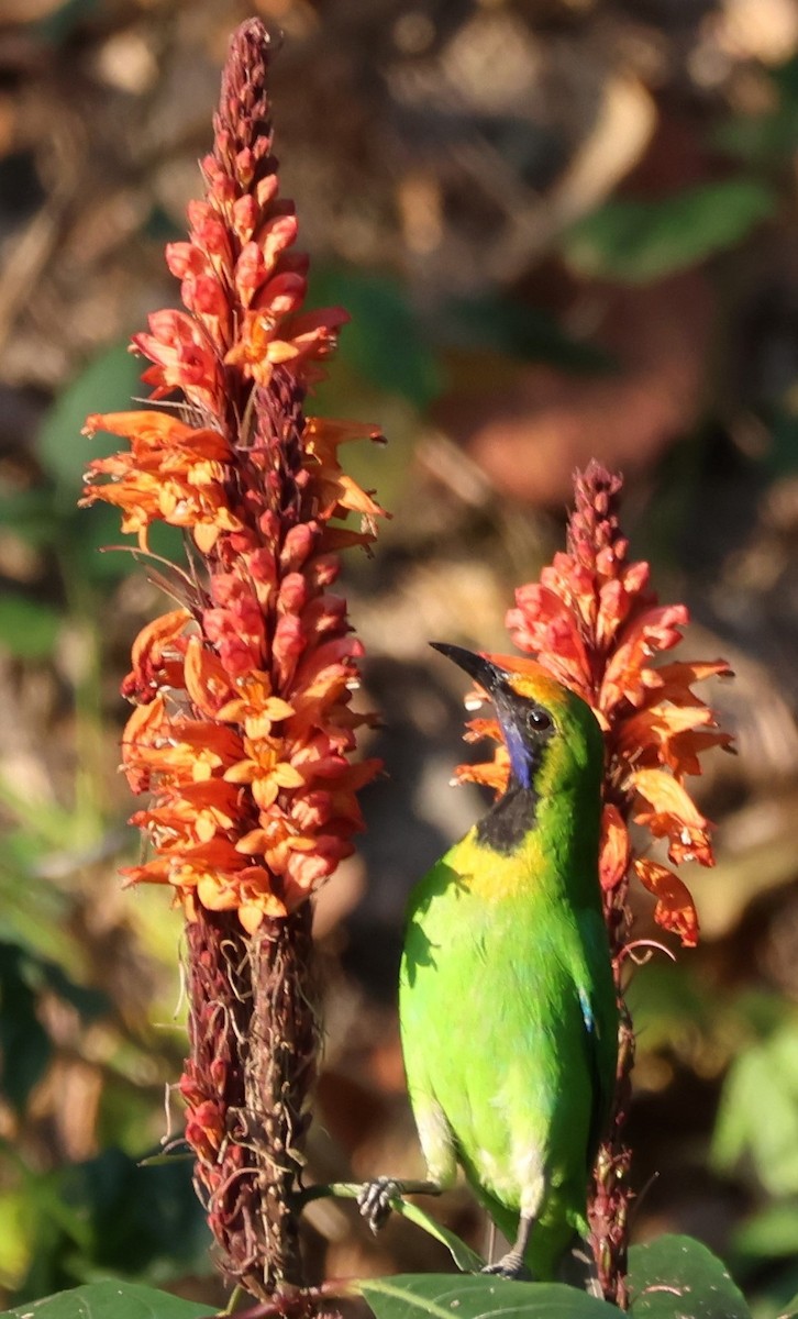 Golden-fronted Leafbird - Ayan Kanti Chakraborty